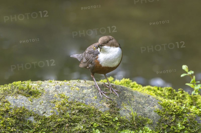 White-throated Dipper (Cinclus cinclus), at a torrent with larvae in its beak, Rhineland-Palatinate, Germany