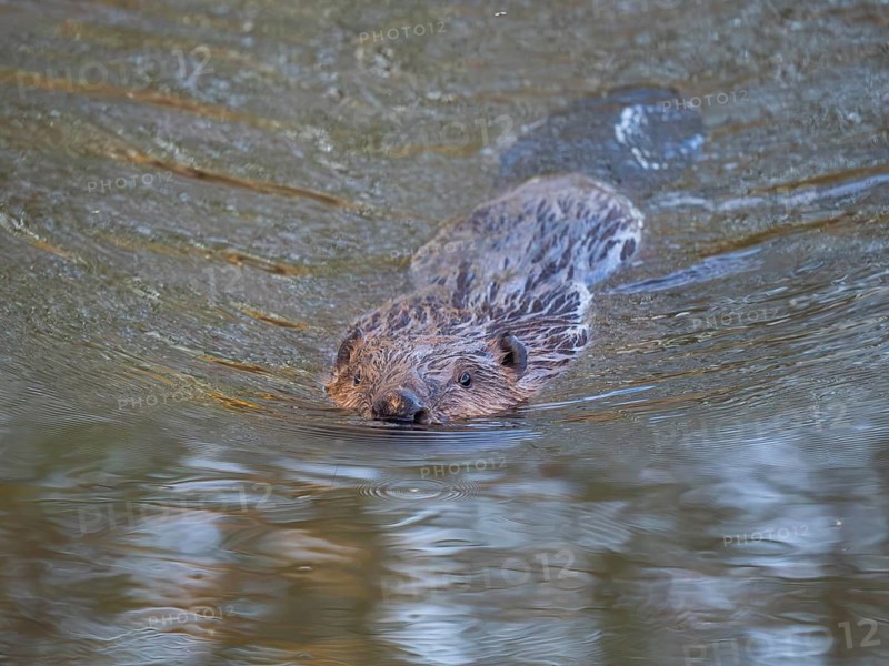 European Beaver (Castor fiber), mature animal, swimming down a river. These are the first sightings of beavers in this region, since about 400 years. River Erpe, North Hesse, Germany