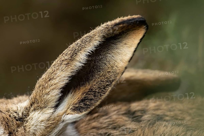 European brown hare (Lepus europaeus) adult animal close up of its ear, England, United Kingdom