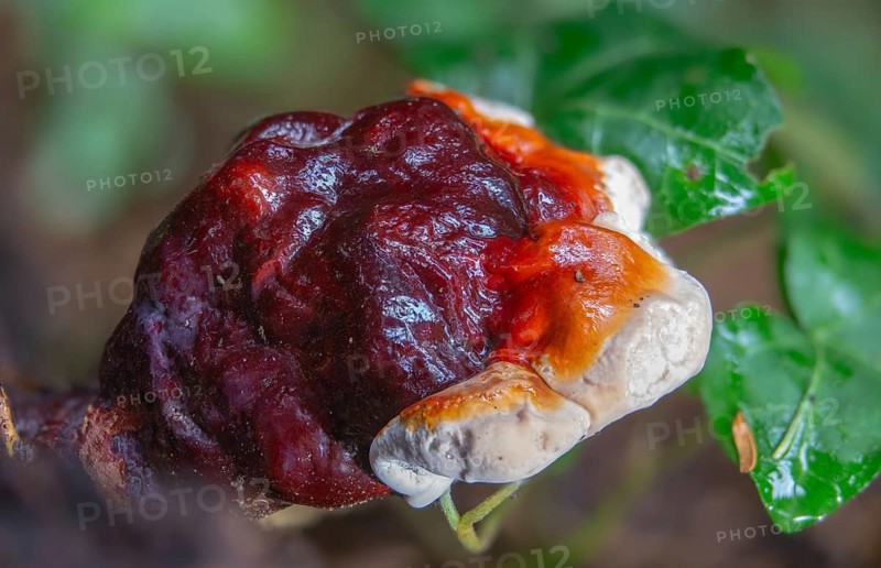 Ganoderma lucidum, shiny lacquer porling, ling zhi, reishi, fungi, fungus, mushrooms