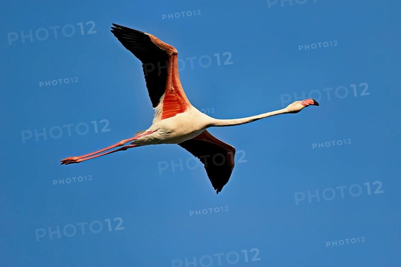 Pink flamingo (Phoenicopterus roseus), in flight, Camargue Regional Nature Park, southern France, France