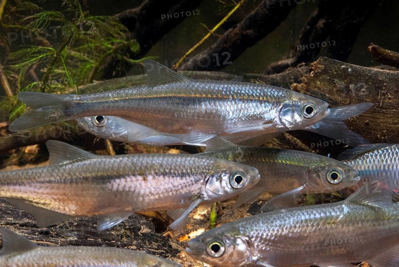 Ablette, alburnus alburnus, bleak, cyprinus alburnus, laugel, ukelei, onionfish, fish, fishes, leo, pisces
