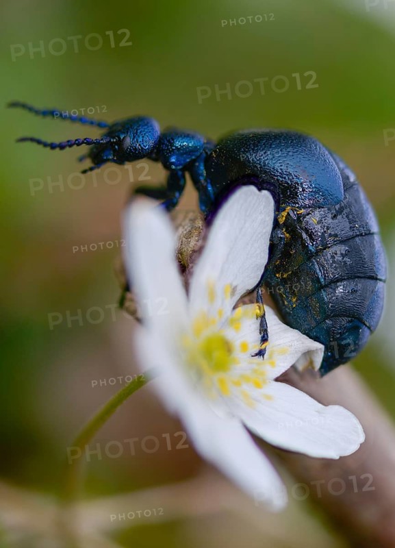 Anemone nemorosa, blue mayworm, bush anemone, buttercup, mayworm, meloe cf violaceus, meloid beetle, ranunculaceae, purple oil beetle, beetle, coleoptera, flora, high size, portrait, insects, beetles, oil beetle, plants, plants, thimbleweed, windflower, wood wood anemone, oil beetle