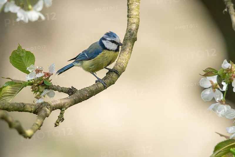 Blue tit, fruit tree blossom, parus caeruleus, birds, spring, tits, passeri, songbirds, songbirds, jump, tits, birds