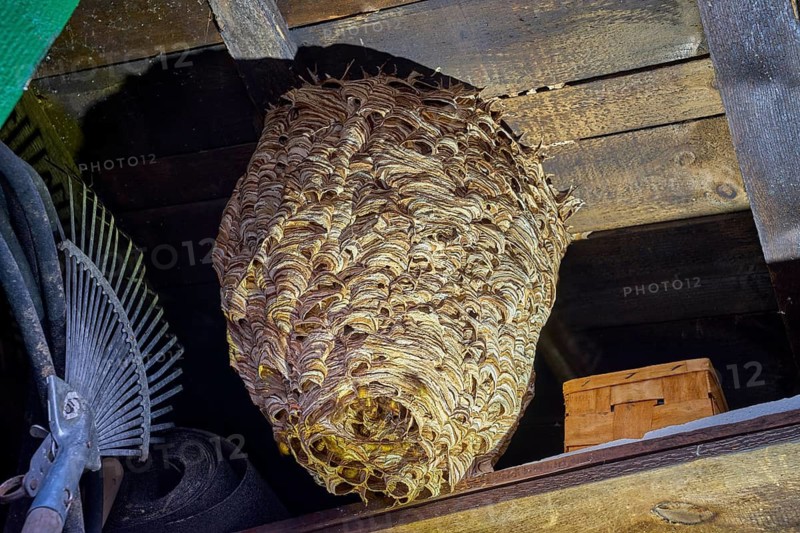 Giant European Hornet Nest (Vespa crabro) Inside a Wooden Garden Tool ShedLarge European hornet nest (Vespa crabro) attached to the roof structure of a wooden tool shed. Detailed wildlife and entomology image showing the papery nest architecture and active colony.European hornet (Vespa crabro) searching for food on an old tree trunk. Detailed macro wildlife photograph showing natural behavior, textured bark, selective focus, and green background