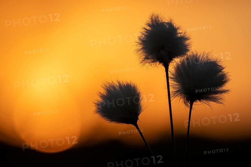 Cotton grass in the moorland, sheathed cotton grass (Eriophorum vaginatum) in front of sunset, Goldenstedt, Lower Saxony, Germany