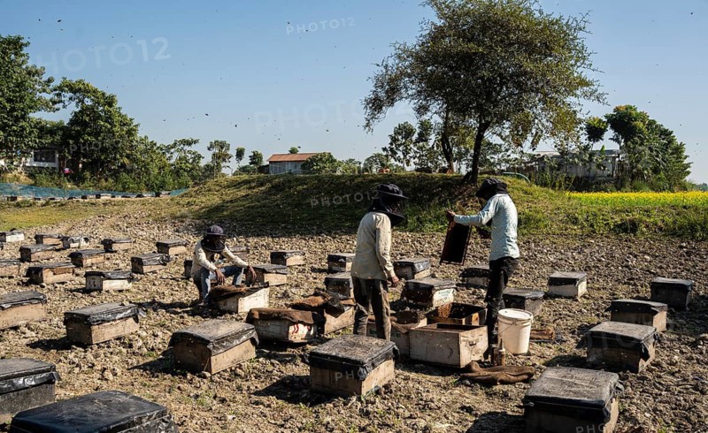 Beekeeper pulls honeycombs out of beehives to extract honey in a honey production unit near a mustard field on December 17, 2024 in Barpeta, India.