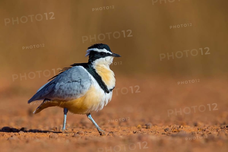 Crocodile-bird, (Pluvianus aegytpticus), Crocodile-bird, Egyptian Plover, Pluvian fluviatile, Pluvial, Njau area, Njau, North Bank, Gambia