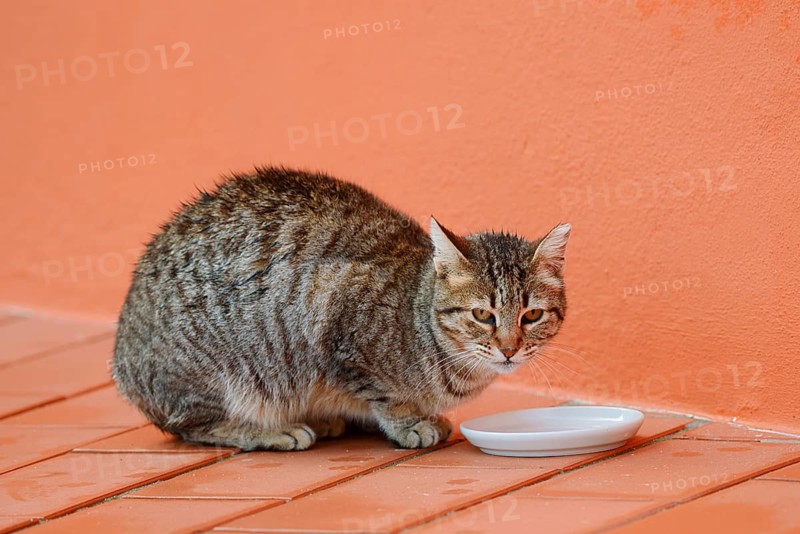House cat sitting in front of a bowl of milk, Algarve, Portugal