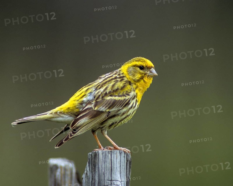 European Serin, serine, serinus serinus, birds, garden fence, garden fence, male, passeri, songbirds, birds