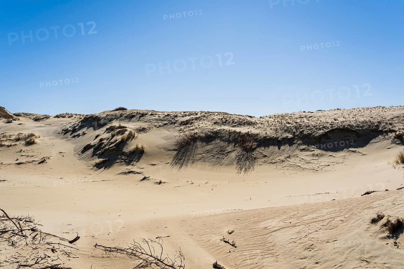 The Gray Dunes, or the Dead Dunes is sandy hills with a bit of green specks at the Lithuanian side of the Curonian Spit, Expansive sand dunes under a clear blue sky creating a vast, arid landscape, Curonian Spit, Neringa, Lithuania