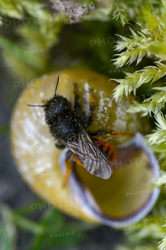 Hymenoptera, osmia bicolor, snail shell bee, bicolor snail house bee, high size, portrait format, insects, two-coloured mason-bee