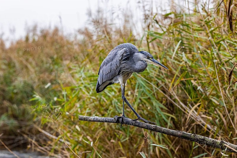 Grey heron (Ardea cinerea) Germany