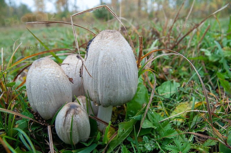 Common ink cap, Coprinopsis atramentaria, Coprinus atramentarius, wrinkle tint, gray tintling, knot tint, fungi, fungus, mushrooms