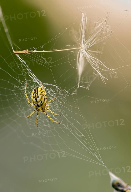 Arachnida, Cricket Bat Orb Weaver, Lined Orb Weaver, Mangora Acalypha, Arachnid, Striped Spider, High Size, Portrait, Spider