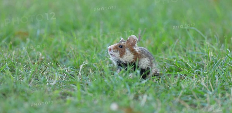 Field hamster (Cricetus cricetus), in a meadow, Vienna, Lower Austria, Austria