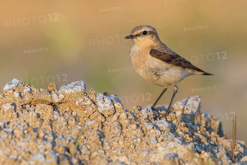 Northern Wheatear (Oenanthe oenanthe) female, Poland