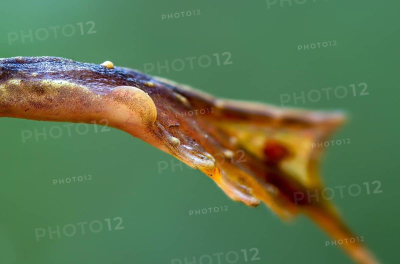Small water frog, pelophylax lessonae, pool frog, rana lessonae, water frog, amphibian, amphibian, heel hump, frog, foot, amphibian
