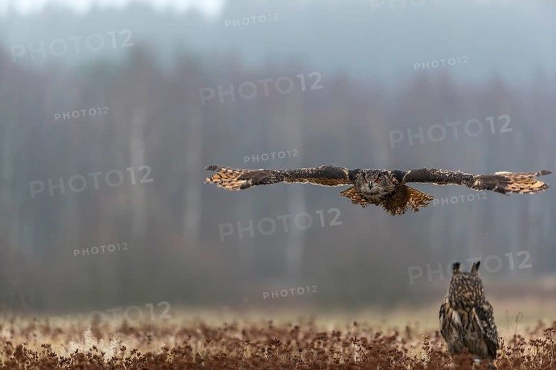 One female Eurasian Eagle Owl, Bubo bubo, sitting on a meadow and a male Eagle Owl flying over it. Slight fog around. A forest in the background