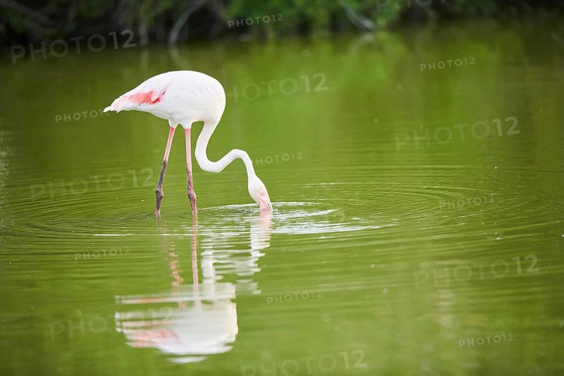 Greater Flamingo (Phoenicopterus roseus) walking in the water, Parc Naturel Regional de Camargue, France