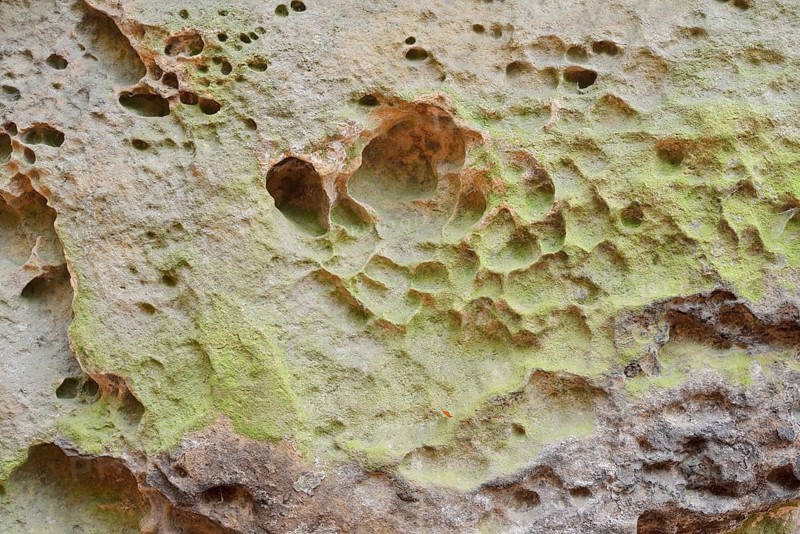 Honeycomb weathering in sandstone, Saxon Switzerland, Elbe Sandstone Mountains, Saxony, Germany