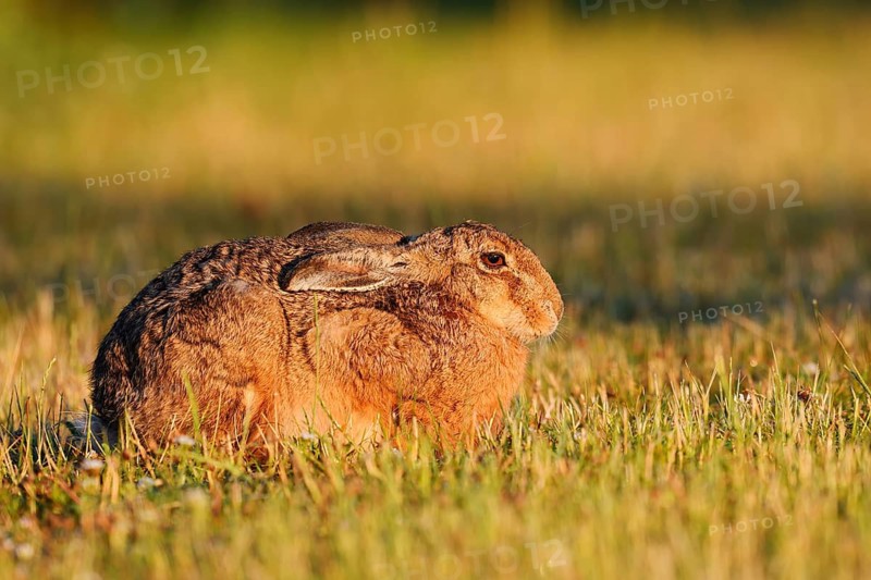 A brown hare (Lepus europaeus) sits in a meadow in the morning light, North Rhine-Westphalia, Germany