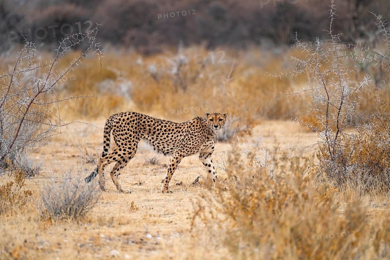 Cheetah (Acinonyx jubatus) runs in dry savanna, Etosha National Park, Namibia