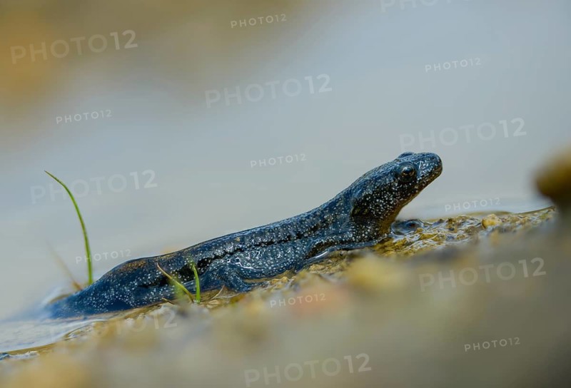 Great crested newt, crested newt, northern crested newt, Triturus cristatus, amphibians, amphibians, young animal, juvenile, shore departure, amphibian, northern crested newt, warty newt