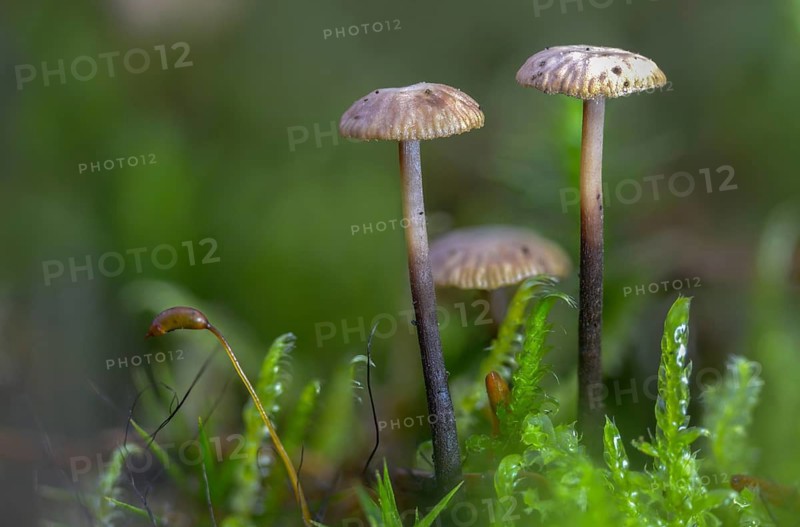 Androsaceus perforans, gymnopus perforans, marasmiellus perforans, micromphale perforans, coniferous pale-spored, coniferous swindling, needle-dwarf swindling, fungi, fungi, mushrooms