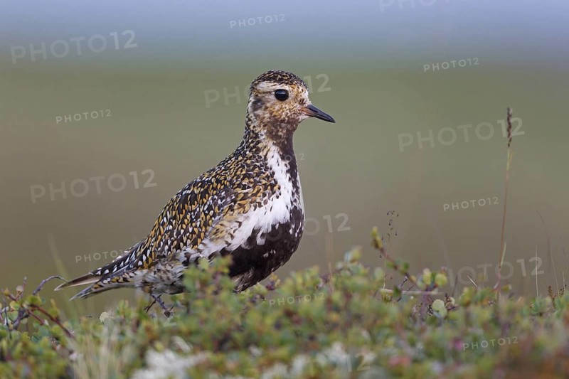European Golden Plover (Pluvialis apricaria), Iceland