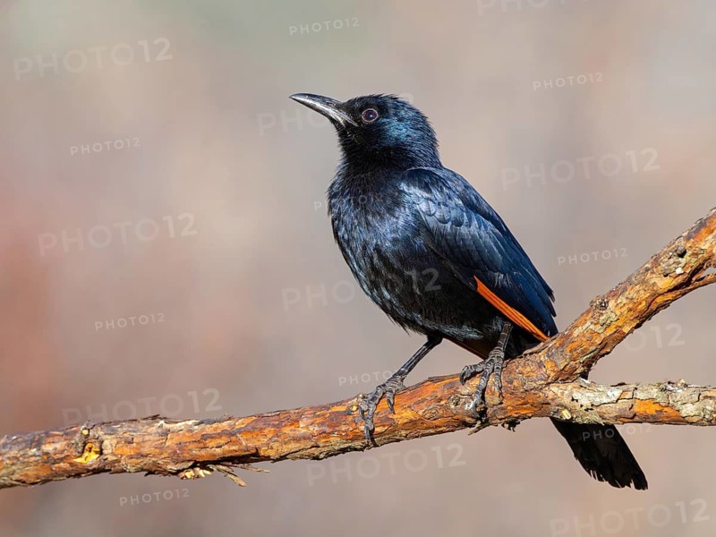 A Red-winged Starling on a perch, (Onychognathus morio), Africa, South Africa, KwaZulu-Natal, Giant's Castle Hide, Imbabazane Local Municipality, KwaZulu-Natal
