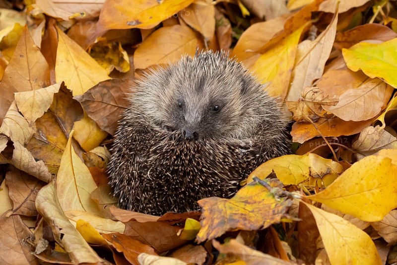 European hedgehog (Erinaceus europaeus) adult animal on fallen autumn leaves, England, United Kingdom