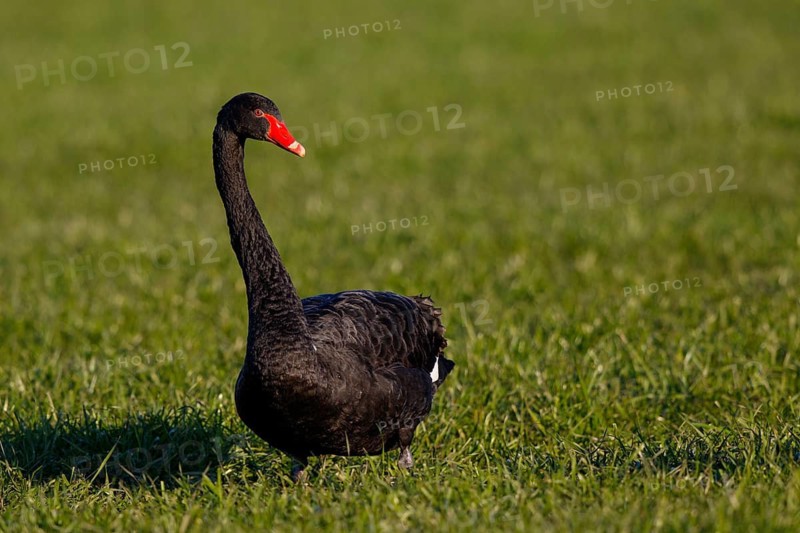 Black Swan (Cygnus atratus), North Rhine-Westphalia, Germany