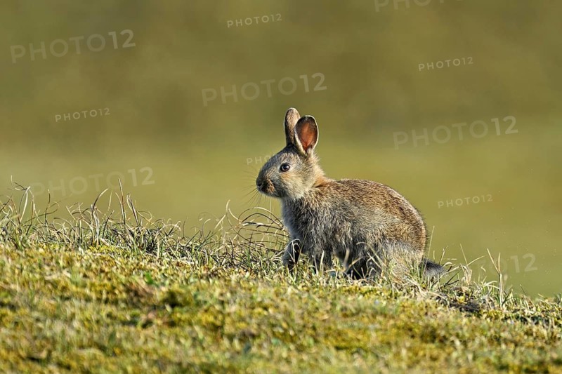 Wild rabbit (Oryctolagus cuniculus), sitting on a meadow, Texel, West Frisian Islands, province of North Holland, Netherlands