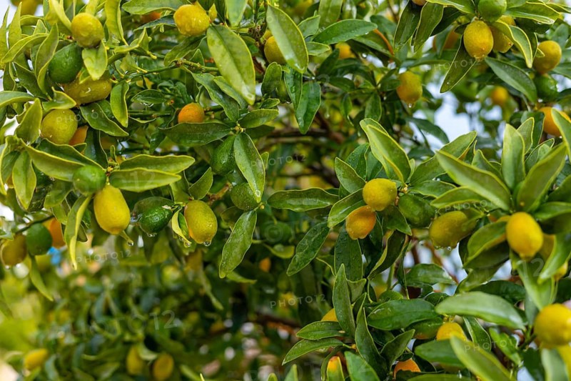 Kumquat treee. Bright green leaves surround small citrus fruits, varying in ripeness. Sunlight filters through the foliage, creating a vibrant, refreshing atmosphere in a garden