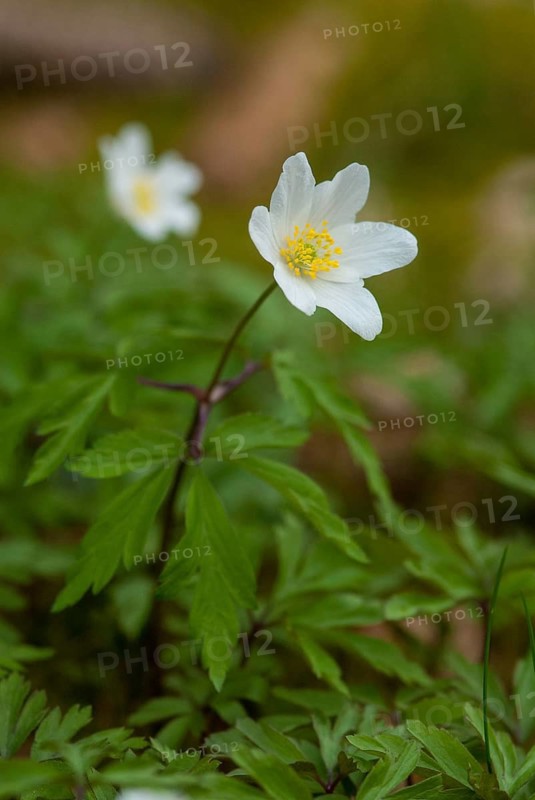 Anemone nemorosa, wood anemone, European thimbleweed, buttercup, ranunculaceae, flora, spring, high size, portrait, plants, smell fox, thimbleweed, windflower, wood anemone, wood anemone