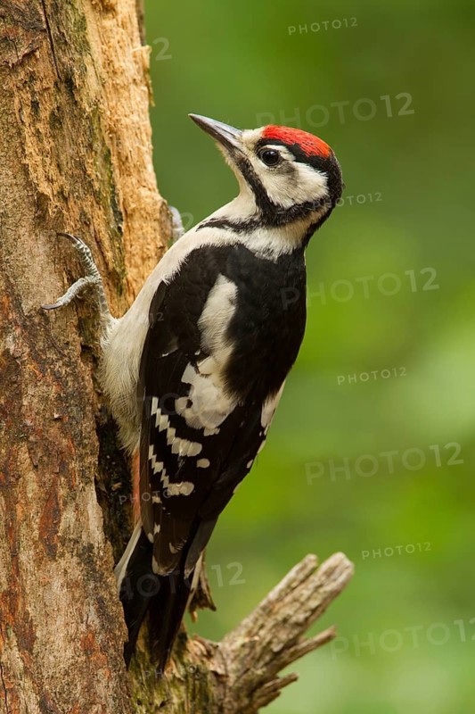 Great Spotted Woodpecker (Dendrocopos major) juvenile, Utrecht, Netherlands