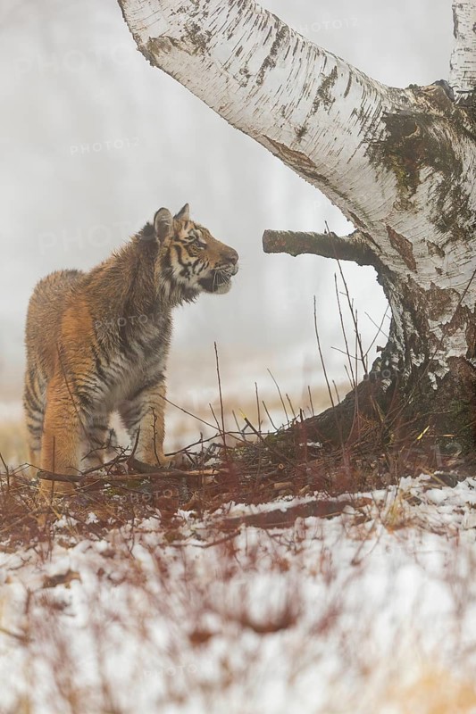 One young Siberian Tiger, Panthera tigris altaica, standing erected at a birch tree with dense fog in the background