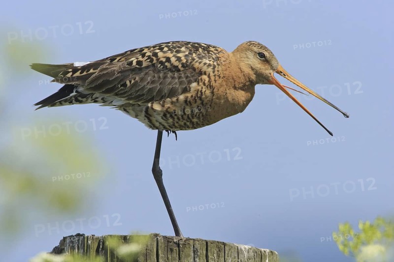 Black-tailed Godwit (Limosa limosa) calling, Netherlands