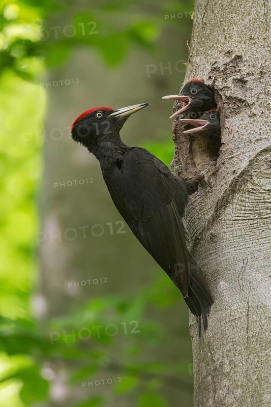 Black Woodpecker (Dryocopus martius) male feeds chicks in nest cavity, Saxony, Germany