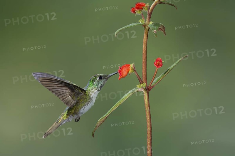 White-bellied Mountain Gem (Lampornis hemileucus), Costa Rica
