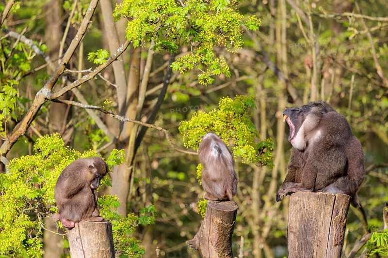 Three Drills (Mandrillus leucophaeus), a male and two females, sit high up on the three stumps of a cut tree and enjoy the early sunlight. A green forest can be seen in the background