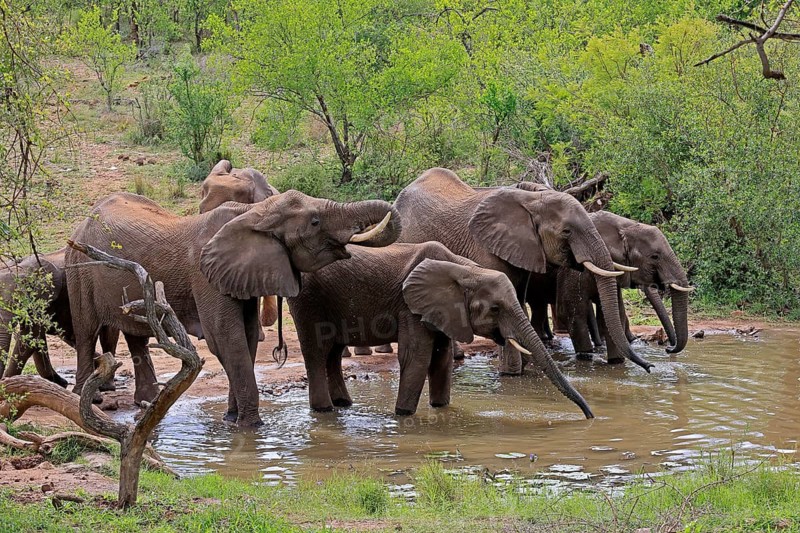 African elephant (Loxodonta africana), adult, juvenile, group, herd, at the water, drinking, Kruger National Park, Kruger National Park, South Africa
