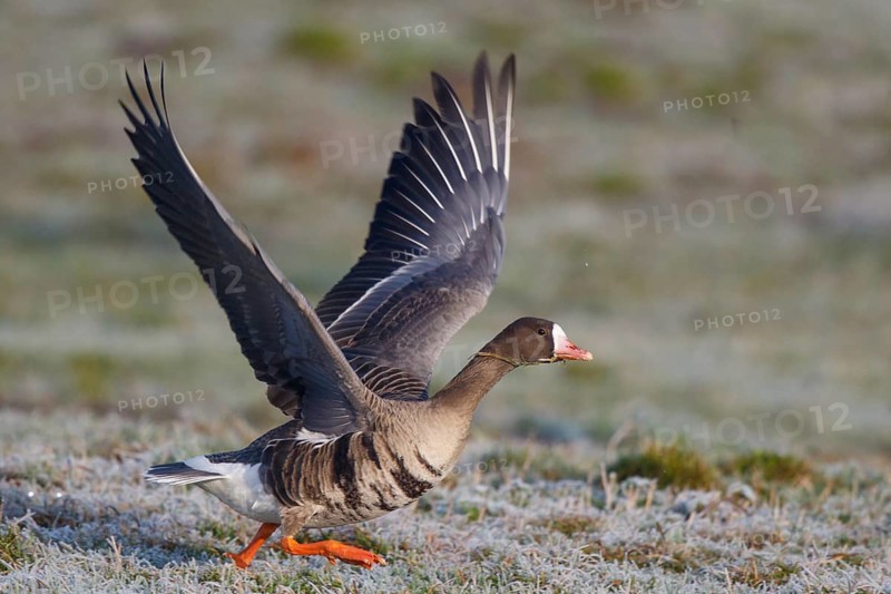 Greater White-fronted Goose (Anser albifrons) taking flight, North Rhine-Westphalia, Germany