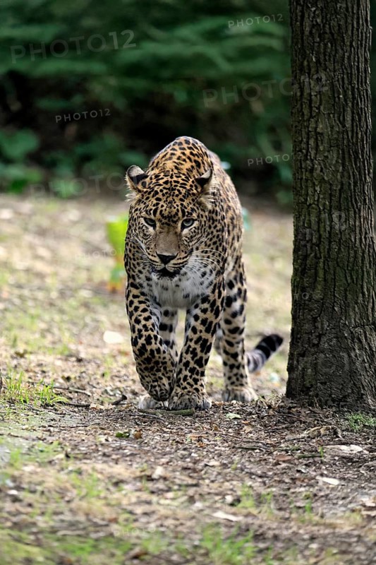 Sri Lanka Leopard (Panthera pardus kotiya), adult, stalking, running, alert, Sri Lanka