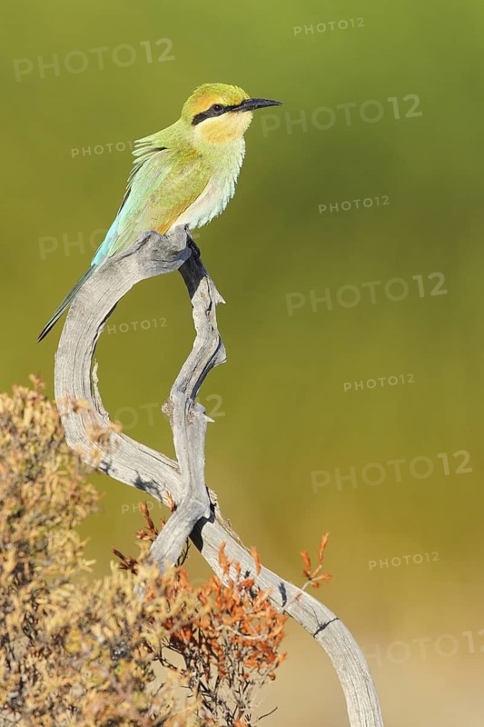 Rainbow Bee-eater (Merops ornatus) juvenile, Western Australia, Australia