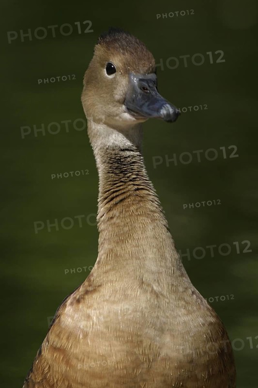 Fulvous Whistling Duck (Dendrocygna bicolor), Arizona, USA