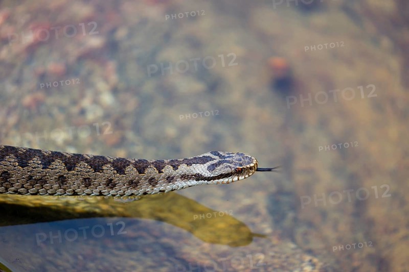 One Vipera berus, the common European adder or common European viper, creeps over a rootstock and starts to swim in the water of a small pond