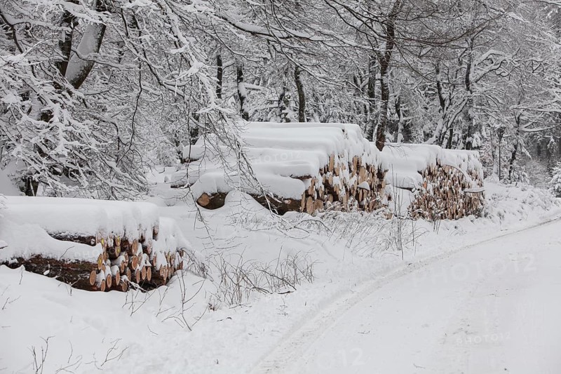 Woodpile in a forest in winter, Märzenbecher path, between Reblin and Valbert, Meinerzhagen, Nordhelle, Ebbe Mountain Nature Park, Sauerland, North Rhine-Westphalia, Germany