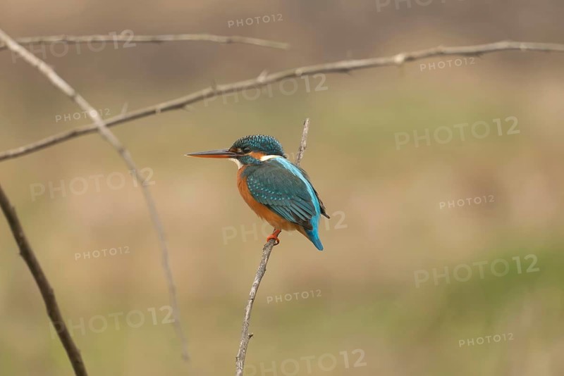 A common kingfisher (Alcedo atthis), Sreepur, Gazipur, Bangladesh